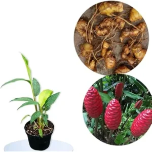 6 Fresh Red Shampoo Ginger Bare Roots - Awapuhi Wild Ginger - Well Rooted