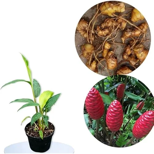 6 Fresh Red Shampoo Ginger Bare Roots - Awapuhi Wild Ginger - Well Rooted