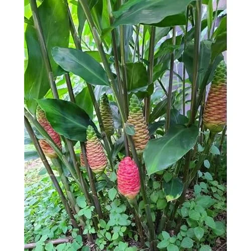 6 Fresh Red Shampoo Ginger Bare Roots - Awapuhi Wild Ginger - Well Rooted