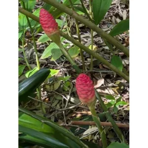 6 Fresh Red Shampoo Ginger Bare Roots - Awapuhi Wild Ginger - Well Rooted