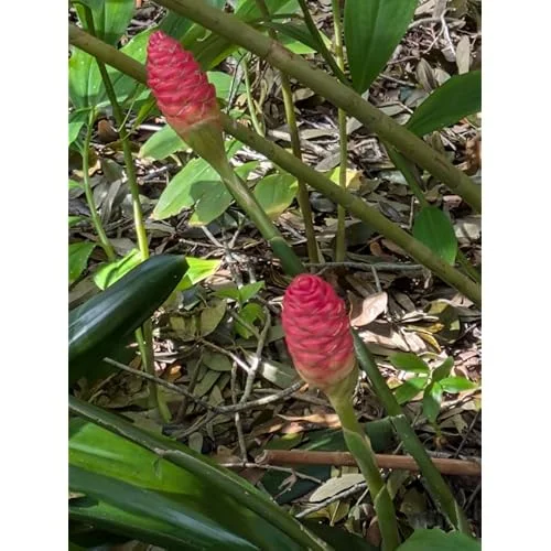 6 Fresh Red Shampoo Ginger Bare Roots - Awapuhi Wild Ginger - Well Rooted
