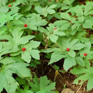 6 Goldenseal Live Roots - Hydrastis Canadensis Perennial Plant