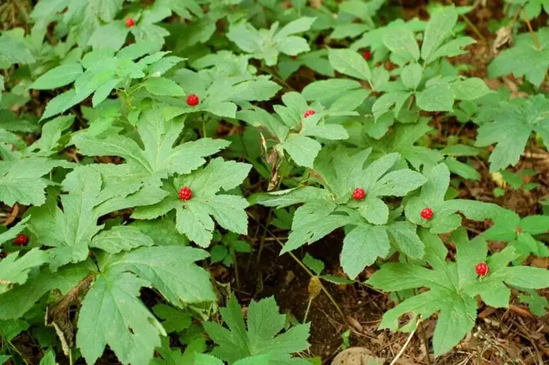 6 Goldenseal Live Roots - Hydrastis Canadensis Perennial Plant