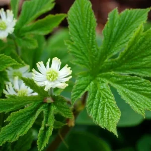 6 Goldenseal Live Roots - Hydrastis Canadensis Perennial Plant