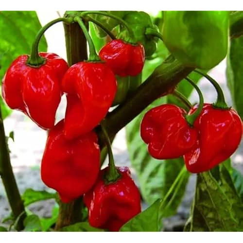 6 Live Habanero Pepper Plants Red Chili Pepper 4-6 Inches Tall Ready to Grow