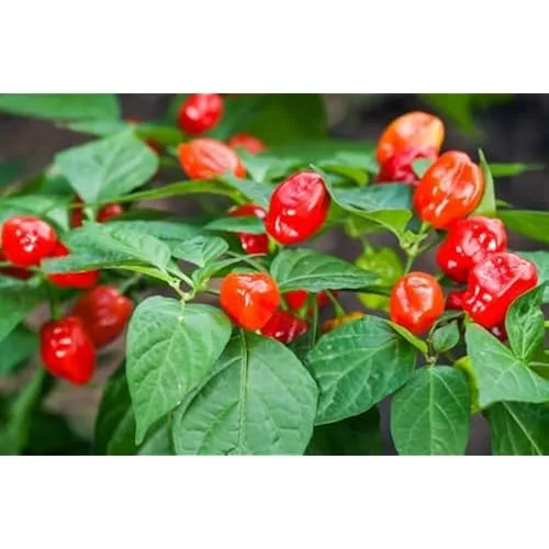6 Live Habanero Pepper Plants Red Chili Pepper 4-6 Inches Tall Ready to Grow
