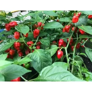6 Live Habanero Pepper Plants Red Chili Pepper 4-6 Inches Tall Ready to Grow