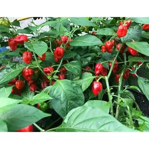 6 Live Habanero Pepper Plants Red Chili Pepper 4-6 Inches Tall Ready to Grow
