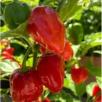 6 Live Habanero Pepper Plants Red Chili Pepper 4-6 Inches Tall Ready to Grow