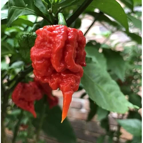 6 Red Carolina Reaper Peppers Plants Chili Peppers Plants Carolina Reaper Hot Pepper Live Plants 4 to 6 Inc Tal