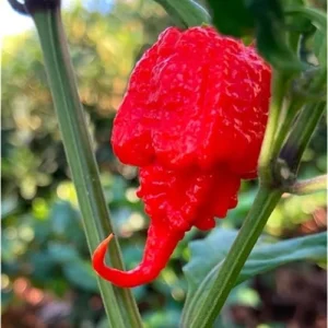 6 Red Carolina Reaper Peppers Plants Chili Peppers Plants Carolina Reaper Hot Pepper Live Plants 4 to 6 Inc Tal