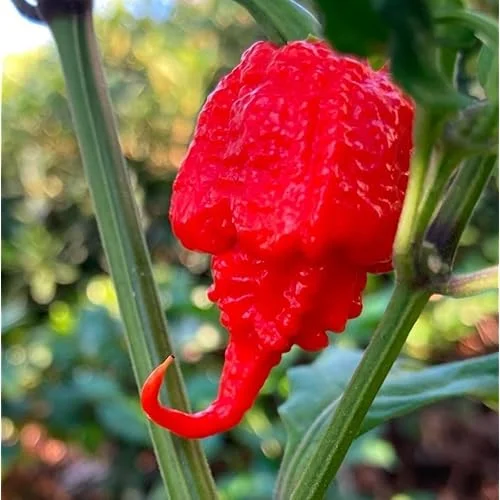 6 Red Carolina Reaper Peppers Plants Chili Peppers Plants Carolina Reaper Hot Pepper Live Plants 4 to 6 Inc Tal