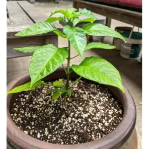 6 Red Carolina Reaper Peppers Plants Chili Peppers Plants Carolina Reaper Hot Pepper Live Plants 4 to 6 Inc Tal