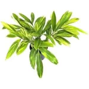 6 Shell Ginger Rhizomes - Fresh & Fragrant Ginger Lily Roots Well Rooted