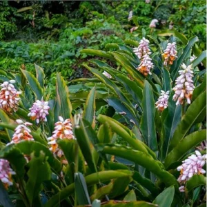 6 Shell Ginger Rhizomes - Fresh & Fragrant Ginger Lily Roots Well Rooted