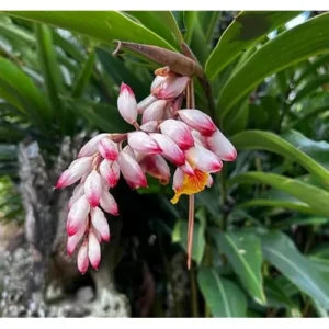 6 Shell Ginger Rhizomes - Fresh & Fragrant Ginger Lily Roots Well Rooted