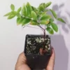 7" Red Jaboticaba Sabra Seedling Organic - Plinia Cauliflora Tree