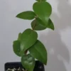 7" Regina Surinam Cherry Huge Fruit Organic Seedling Eugenia Uniflora