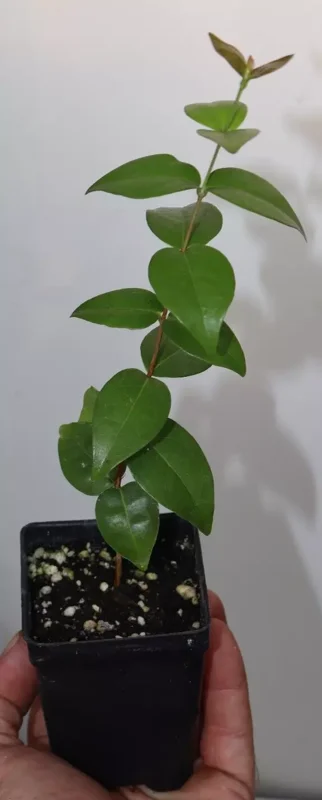 7" Regina Surinam Cherry Huge Fruit Organic Seedling Eugenia Uniflora