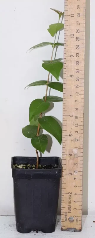 7" Regina Surinam Cherry Huge Fruit Organic Seedling Eugenia Uniflora