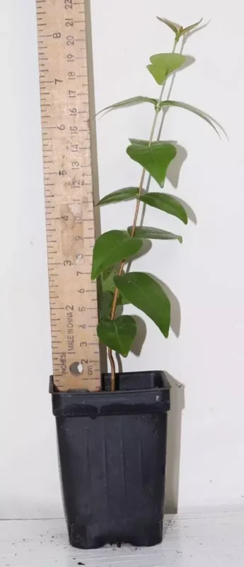 7" Regina Surinam Cherry Huge Fruit Organic Seedling Eugenia Uniflora