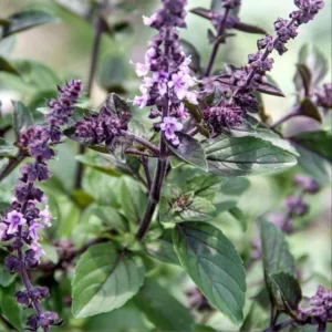 Set 2 African Blue Basils Plants Live for Planting 3-6