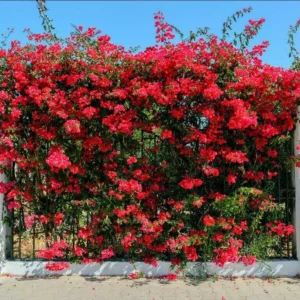 Red Bougainvillea Live Starter Plant 4