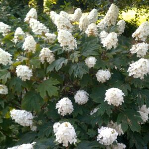 Hydrangea Quercifolia Queen of Hearts - Starter Plant - 5-7 Inch Dormant Shrub