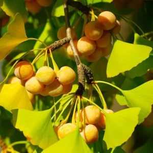 Ginkgo Tree Live Plant for Planting Jinkgo Seedling Tree 8