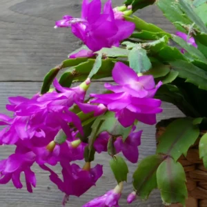 Christmas Cactus Plant - Live Zygocactus - 3 Inch Pot (Purple) - Indoor & Outdoor