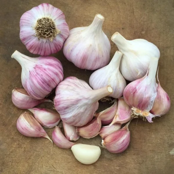 8 Chesnok Red Garlic Bulbs for Planting and Gardening, Hardneck Garlic Tubers