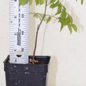 8" Curry Leaf Tree Organic Murraya Koenigii Sweet Neem Edible Evergreen