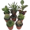 8 Instant Cactus & Succulent Plants - 2" Pots - Assorted Collection for Terrariums