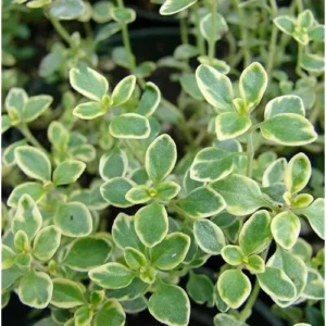 8 Lemon Thyme Variegated Plants, Green Yellow Lemon Thyme, 4-6 Inches Tall, Ready to Grow