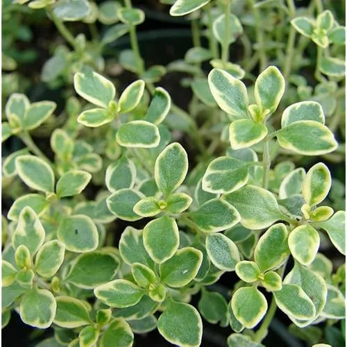 8 Lemon Thyme Variegated Plants, Green Yellow Lemon Thyme, 4-6 Inches Tall, Ready to Grow