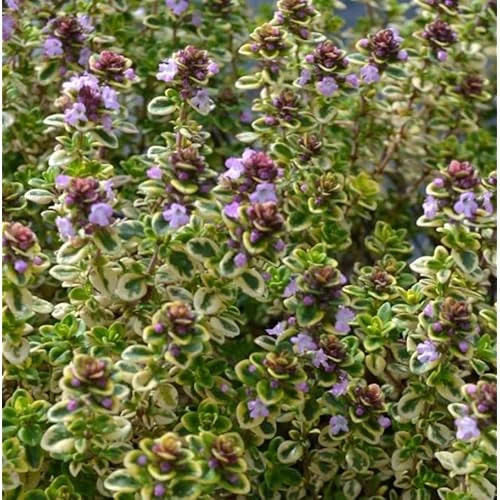 8 Lemon Thyme Variegated Plants, Green Yellow Lemon Thyme, 4-6 Inches Tall, Ready to Grow