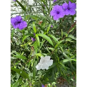 8 Live Mixed Mexican Petunia Plants - Tall Petunia Flowers - 4-6 Inch Tall