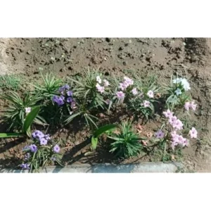 8 Live Mixed Mexican Petunia Plants - Tall Petunia Flowers - 4-6 Inch Tall