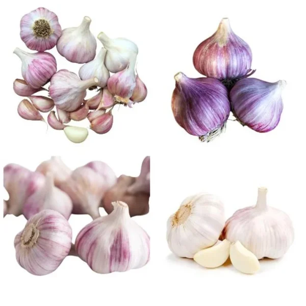 8 Mixed Garlic Bulbs for Planting and Gardening, Hardneck Garlic Tubers, White Red Purple Garlic Bulbs