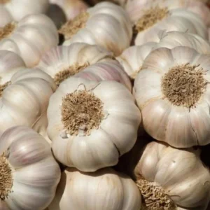 8 Mixed Garlic Bulbs for Planting and Gardening, Hardneck Garlic Tubers, White Red Purple Garlic Bulbs