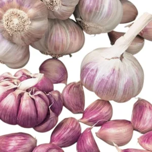 8 Mixed Garlic Bulbs for Planting and Gardening, Hardneck Garlic Tubers, White Red Purple Garlic Bulbs