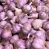 8 Red Russian Garlic Bulbs for Planting and Gardening, Hardneck Garlic Tubers