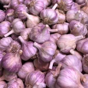 8 Red Russian Garlic Bulbs for Planting and Gardening, Hardneck Garlic Tubers