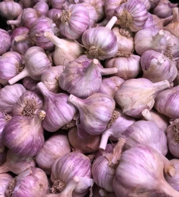 8 Red Russian Garlic Bulbs for Planting and Gardening, Hardneck Garlic Tubers