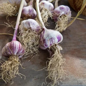 8 Red Russian Garlic Bulbs for Planting and Gardening, Hardneck Garlic Tubers