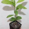 8" Sapodilla Chiku Tree Seedling Organic Rare - Manilkara Zapota Live Plant