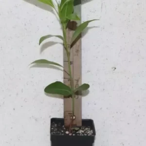 8" Sapodilla Chiku Tree Seedling Organic Rare - Manilkara Zapota Live Plant