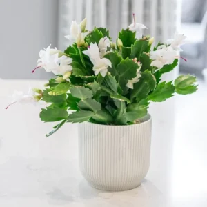 White Thanksgiving Cactus Live Plant 2"Pot 7"Tall Flowering Festive Bloom