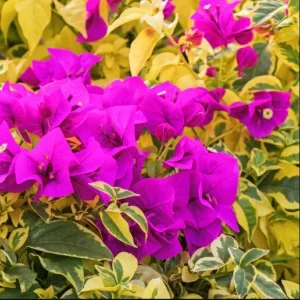 Purple Bougainvillea Live Starter Plant 4