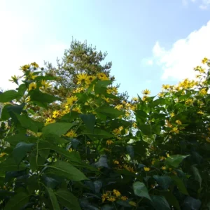 8oz Sunchoke Tubers Fresh Sunchoke Bulbs for Eating or Planting Outdoor Garden